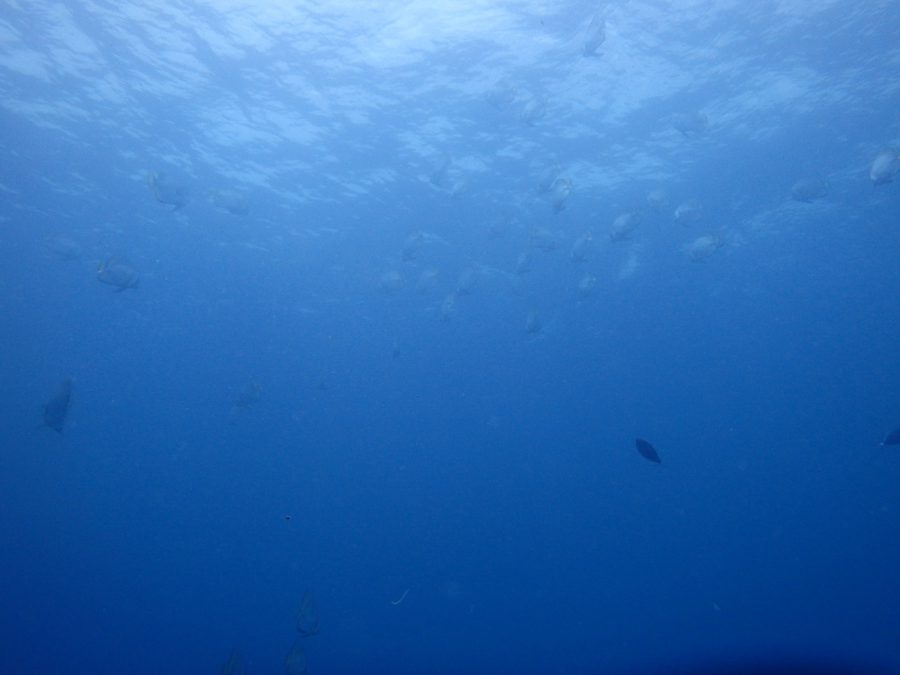 ヒルトゥガン島ダイビング_33