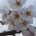 桜と夕日と渋滞とZEISS_05